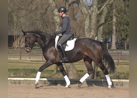 Hannoveraner, Stute, 5 Jahre, 170 cm, Dunkelbrauner