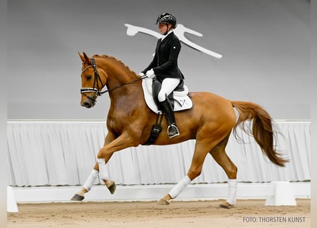 Hannoveraner, Stute, 5 Jahre, 170 cm, Dunkelbrauner