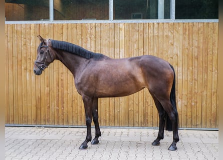 Hannoveraner, Stute, 5 Jahre, 170 cm, Dunkelbrauner