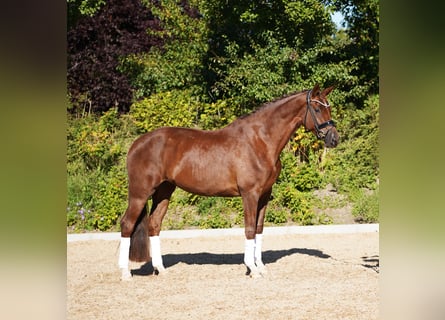 Hannoveraner, Stute, 5 Jahre, 170 cm, Dunkelfuchs