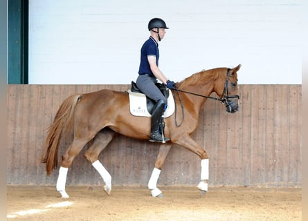Hannoveraner, Stute, 5 Jahre, 170 cm, Fuchs