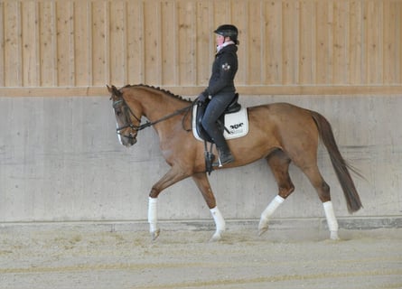Hannoveraner, Stute, 5 Jahre, 170 cm, Fuchs