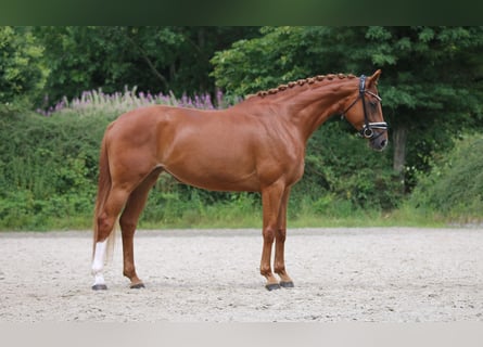 Hannoveraner, Stute, 5 Jahre, 170 cm, Fuchs