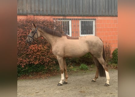 Hannoveraner, Stute, 5 Jahre, 170 cm, Fuchs