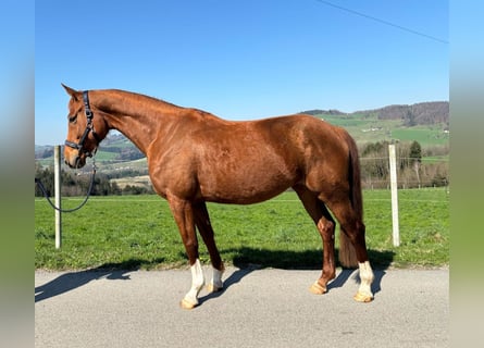 Hannoveraner, Stute, 5 Jahre, 170 cm, Fuchs