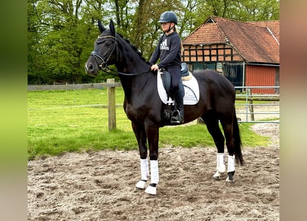 Hannoveraner, Stute, 5 Jahre, 170 cm, Rappe