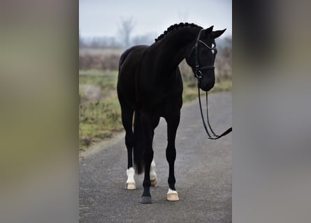 Hannoveraner, Stute, 5 Jahre, 170 cm, Rappe