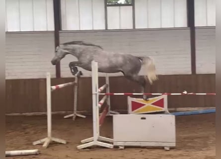 Hannoveraner, Stute, 5 Jahre, 170 cm, Schimmel