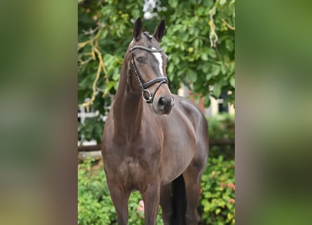 Hannoveraner, Stute, 5 Jahre, 170 cm, Schwarzbrauner