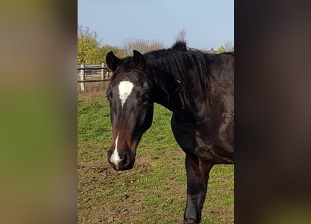 Hannoveraner, Stute, 5 Jahre, 170 cm, Schwarzbrauner