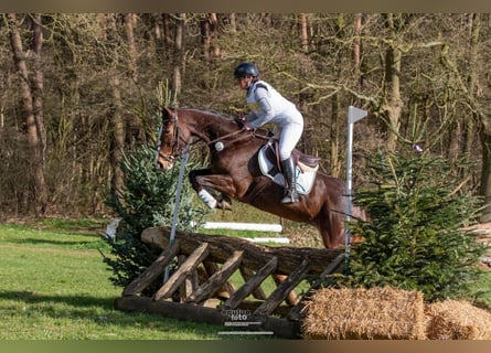 Hannoveraner, Stute, 5 Jahre, 171 cm, Brauner