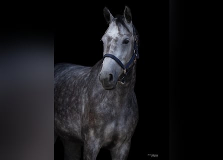 Hannoveraner, Stute, 5 Jahre, 171 cm, Schimmel
