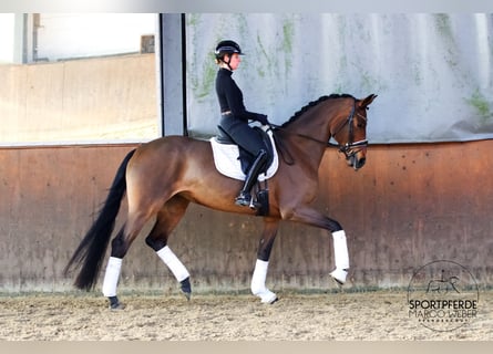 Hannoveraner, Stute, 5 Jahre, 172 cm, Brauner