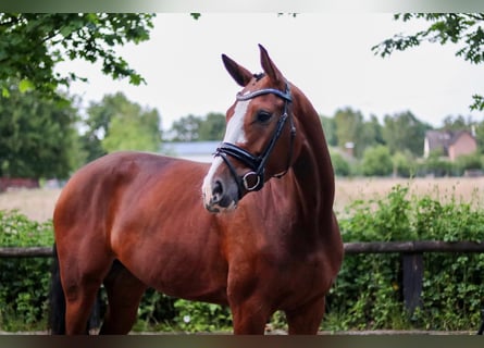 Hannoveraner, Stute, 5 Jahre, 172 cm, Brauner
