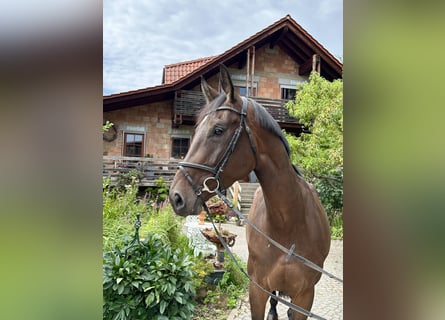 Hannoveraner, Stute, 5 Jahre, 172 cm, Brauner
