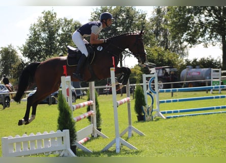 Hannoveraner, Stute, 5 Jahre, 172 cm, Brauner