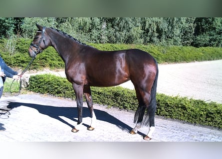 Hannoveraner, Stute, 5 Jahre, 172 cm, Brauner