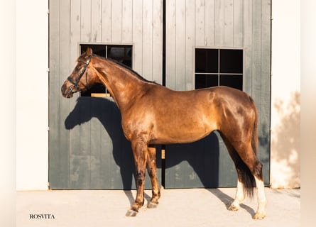 Hannoveraner, Stute, 5 Jahre, 172 cm