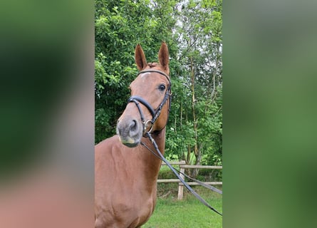 Hannoveraner, Stute, 5 Jahre, 172 cm, Dunkelfuchs