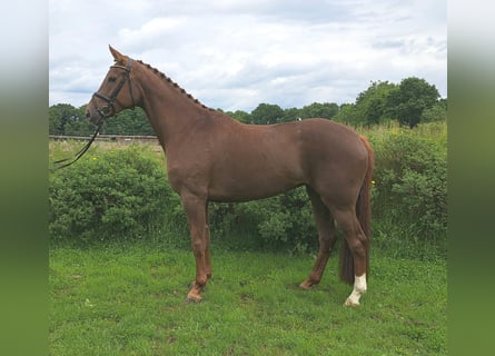 Hannoveraner, Stute, 5 Jahre, 172 cm, Fuchs