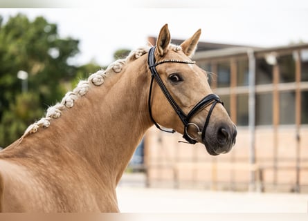 Hannoveraner, Stute, 5 Jahre, 172 cm, Palomino