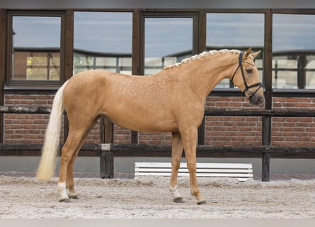 Hannoveraner, Stute, 5 Jahre, 172 cm, Palomino