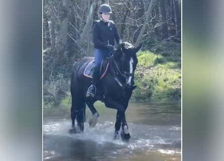Hannoveraner, Stute, 5 Jahre, 172 cm, Rappe