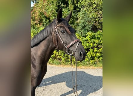 Hannoveraner, Stute, 5 Jahre, 172 cm, Rappe