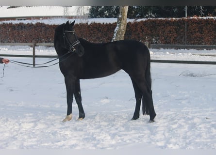 Hannoveraner, Stute, 5 Jahre, 172 cm, Rappe