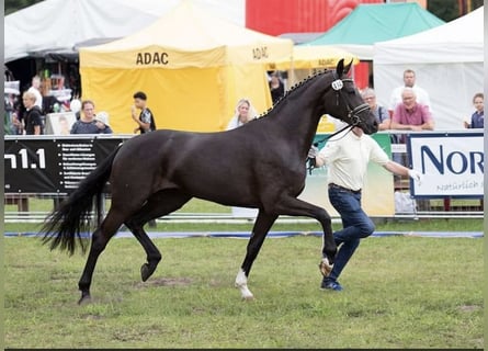 Hannoveraner, Stute, 5 Jahre, 172 cm, Rappe