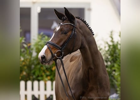 Hannoveraner, Stute, 5 Jahre, 173 cm, Brauner