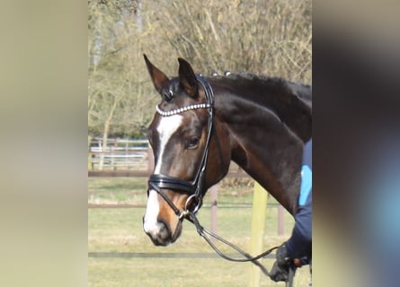 Hannoveraner, Stute, 5 Jahre, 173 cm, Dunkelbrauner