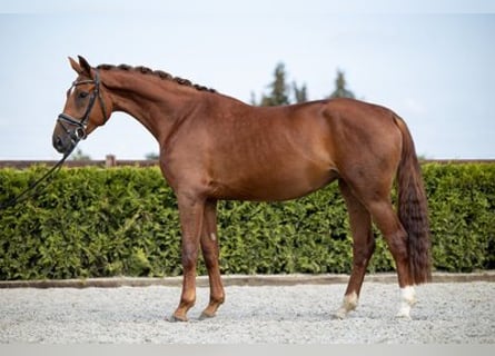 Hannoveraner, Stute, 5 Jahre, 173 cm, Fuchs
