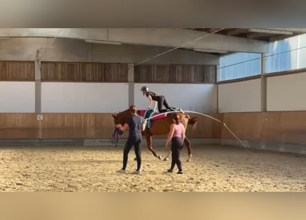 Hannoveraner, Stute, 5 Jahre, 173 cm, Fuchs