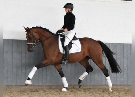 Hannoveraner, Stute, 5 Jahre, 174 cm, Brauner