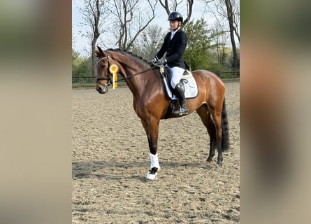 Hannoveraner, Stute, 5 Jahre, 174 cm, Brauner