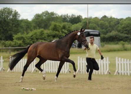 Hannoveraner, Stute, 5 Jahre, 174 cm, Brauner
