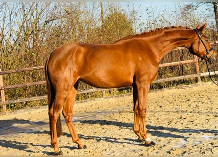 Hannoveraner, Stute, 5 Jahre, 175 cm, Fuchs