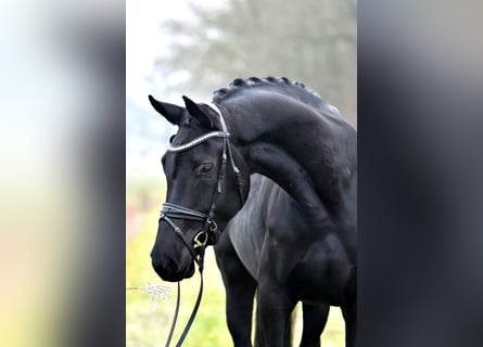 Hannoveraner, Stute, 5 Jahre, 175 cm, Rappe