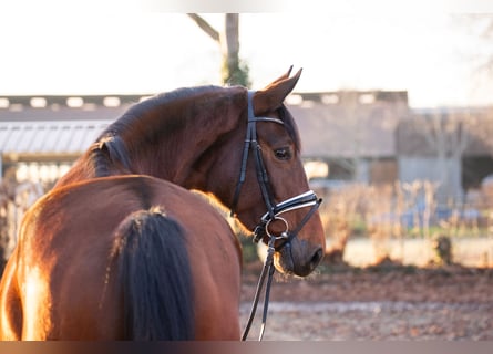 Hannoveraner, Stute, 5 Jahre, 176 cm, Brauner