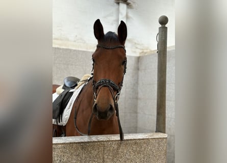Hannoveraner, Stute, 5 Jahre, 178 cm, Brauner
