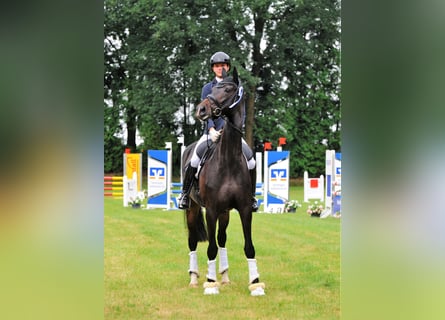 Hannoveraner, Stute, 5 Jahre, 178 cm, Schwarzbrauner