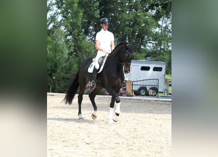 Hannoveraner, Stute, 5 Jahre, 178 cm, Schwarzbrauner