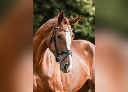 Hannoveraner, Stute, 5 Jahre, 180 cm, Fuchs