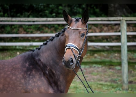 Hannoveraner, Stute, 5 Jahre, 181 cm, Brauner