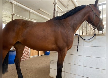 Hannoveraner, Stute, 5 Jahre, Brauner