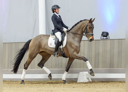 Hannoveraner, Stute, 5 Jahre, Schwarzbrauner