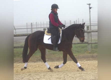 Hannoveraner, Stute, 5 Jahre, Schwarzbrauner