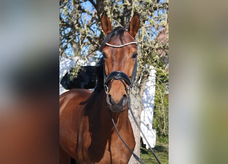 Hannoveraner, Stute, 6 Jahre, 160 cm, Brauner