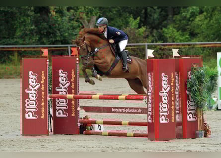 Hannoveraner, Stute, 6 Jahre, 160 cm, Fuchs